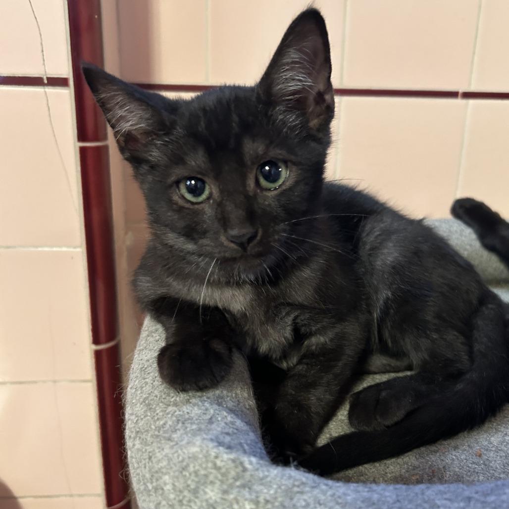 Mohawk — thumbnail 2