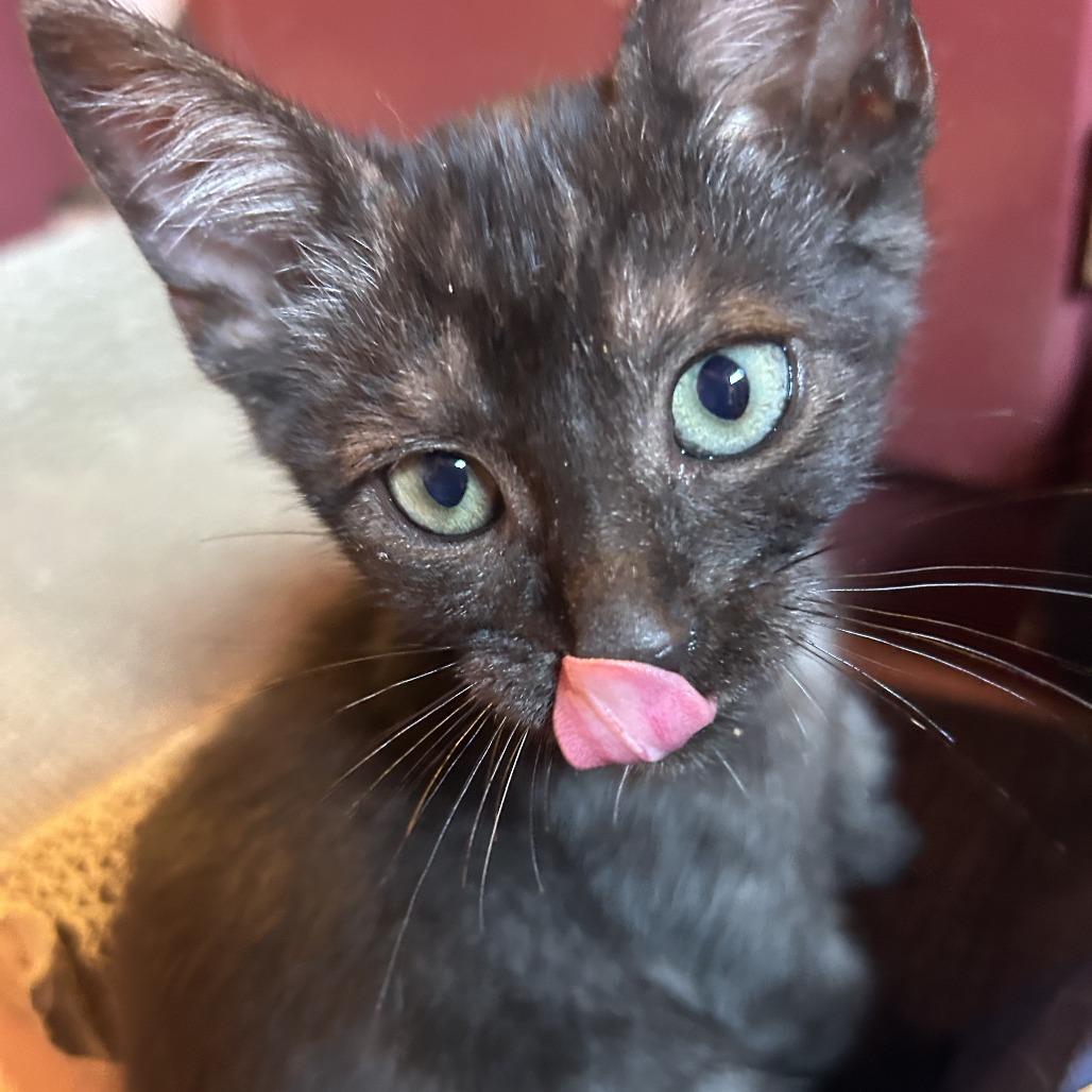 Mohawk — thumbnail 3