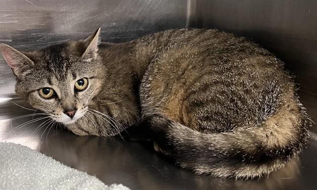 Enlarge NERIAH, a Adoptable Domestic Short Hair in London, ON image 1/1