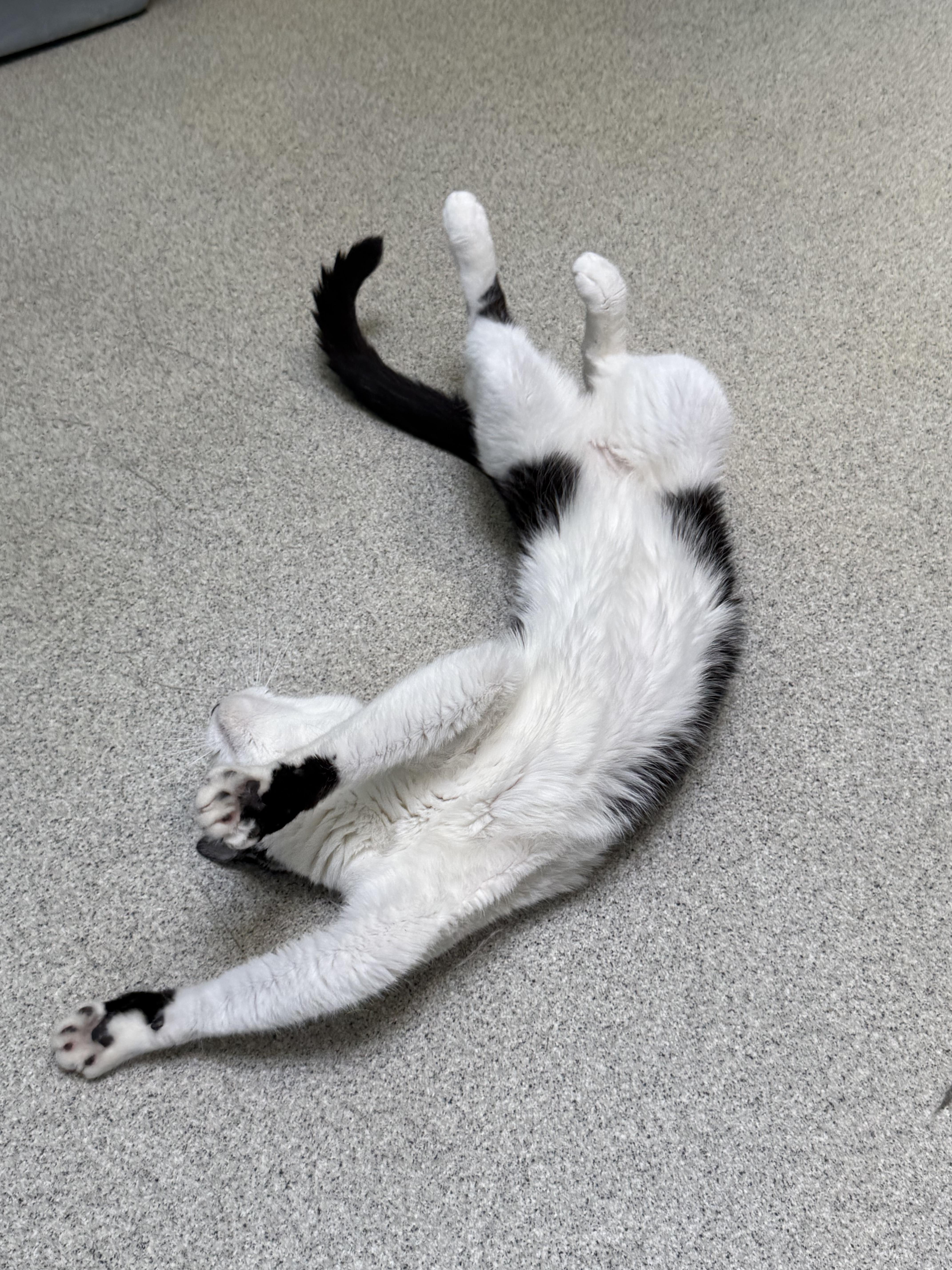 Enlarge Cupid, a Adoptable Tuxedo in Newport Beach, CA image 3/6
