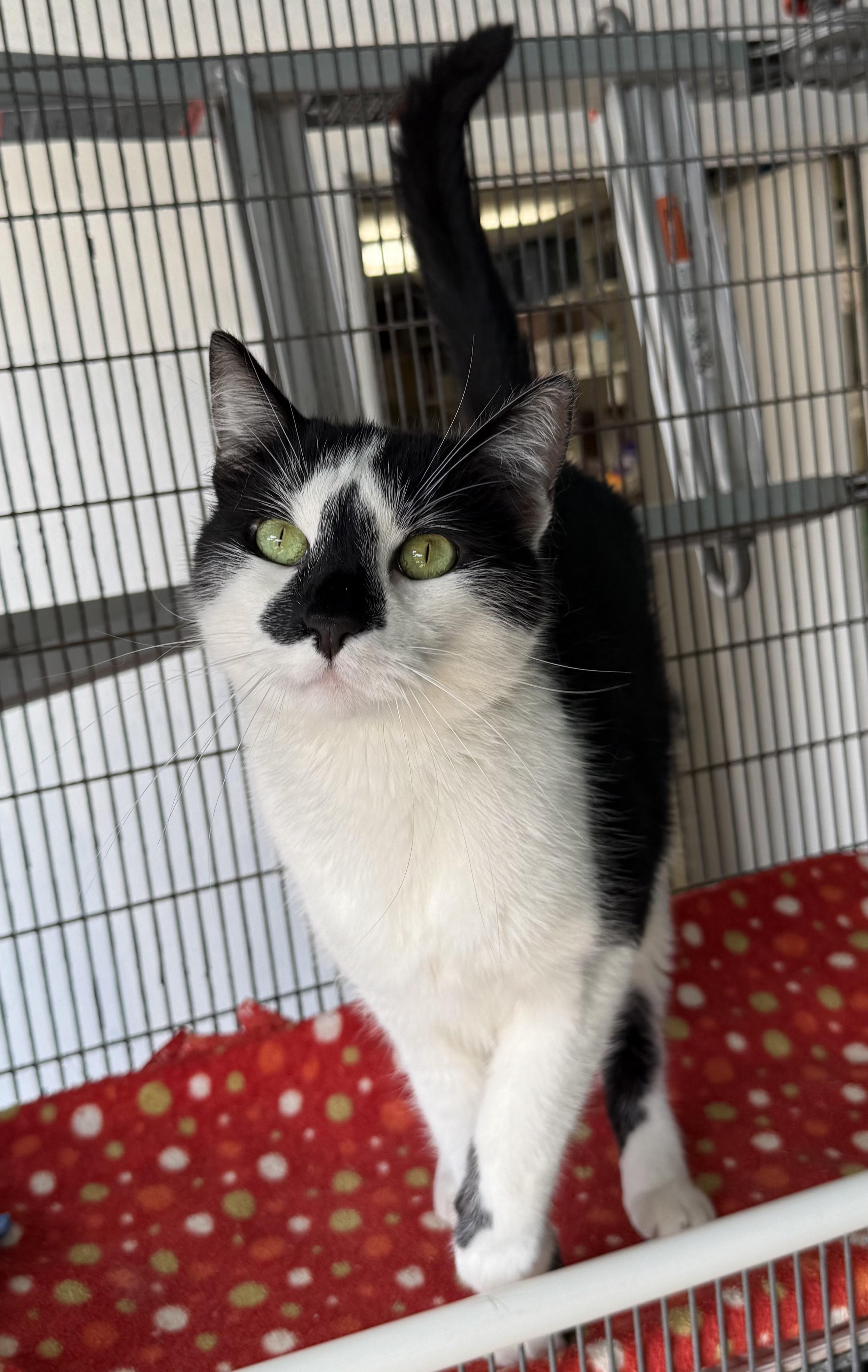 Enlarge Cupid, a Adoptable Tuxedo in Newport Beach, CA image 5/6