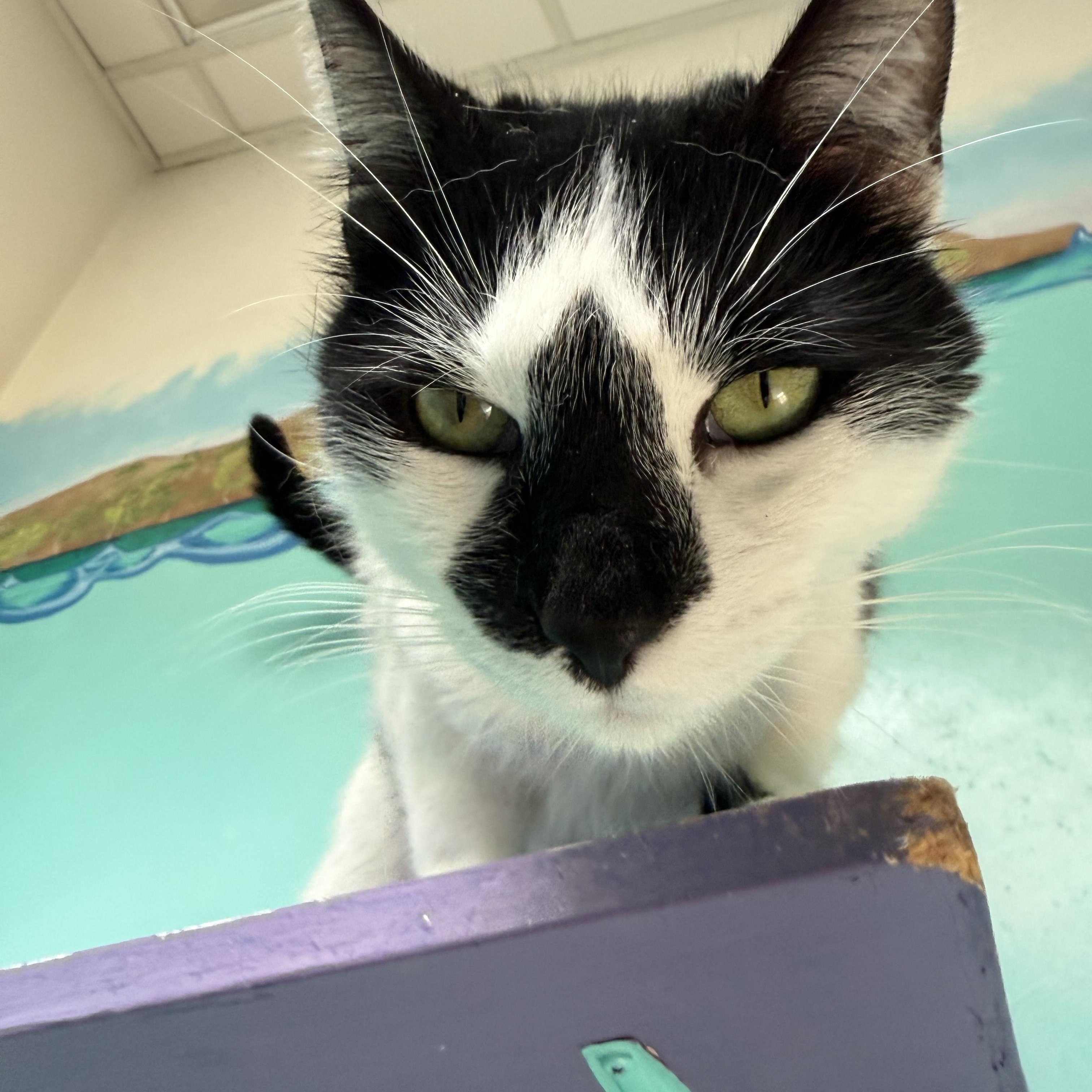 Enlarge Cupid, a Adoptable Tuxedo in Newport Beach, CA image 2/6