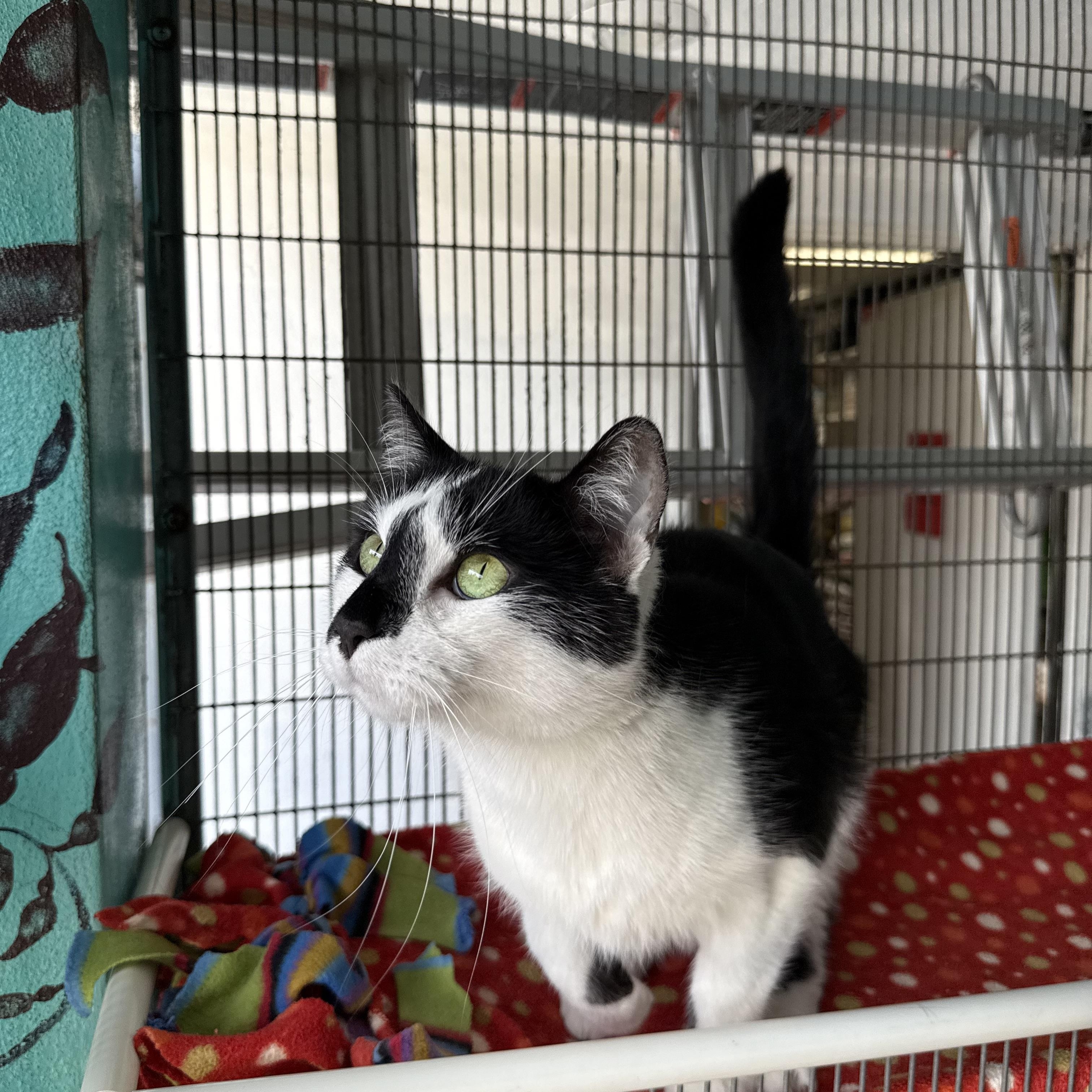 Cupid, Adoptable, Young Male Tuxedo.