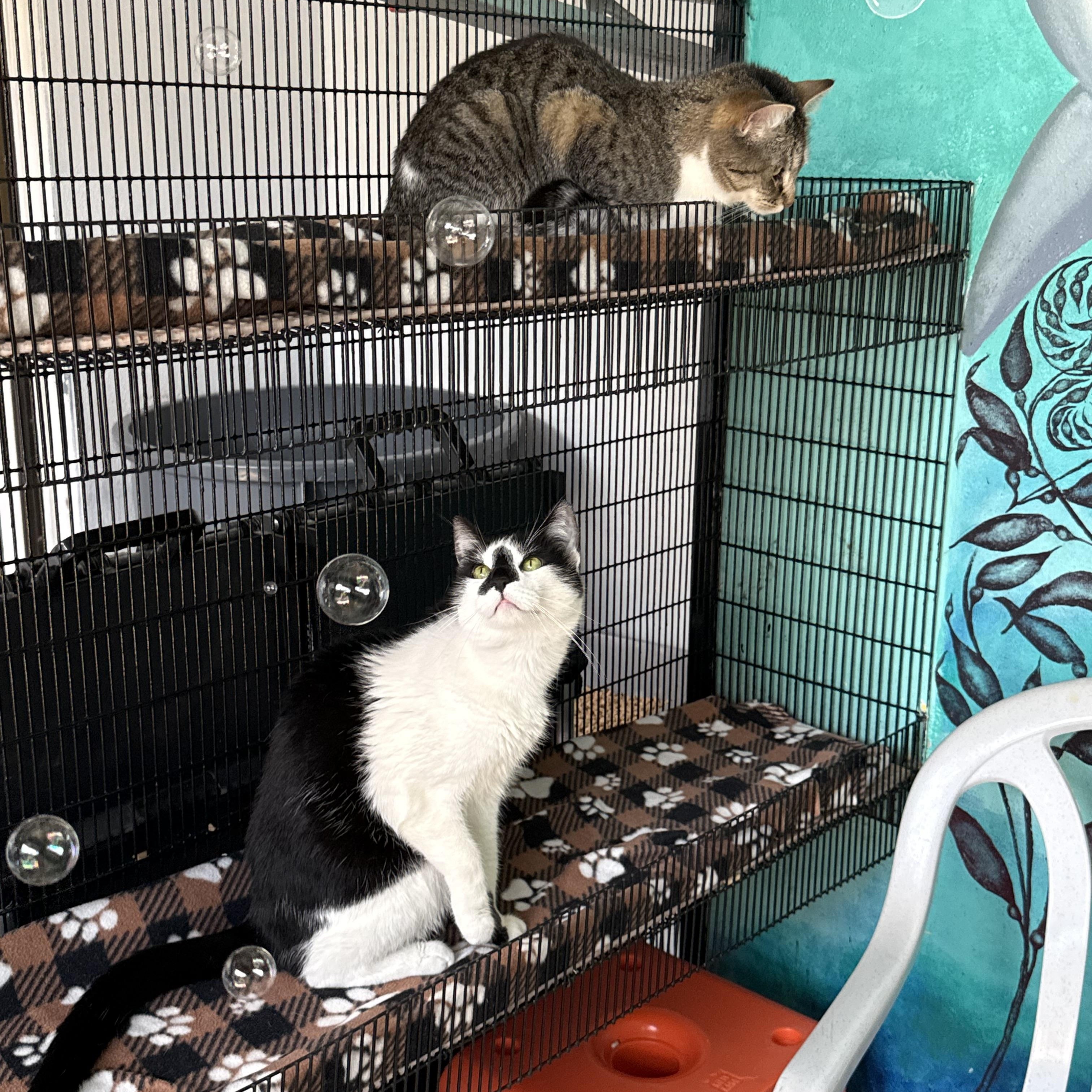 Enlarge Cupid, a Adoptable Tuxedo in Newport Beach, CA image 6/6