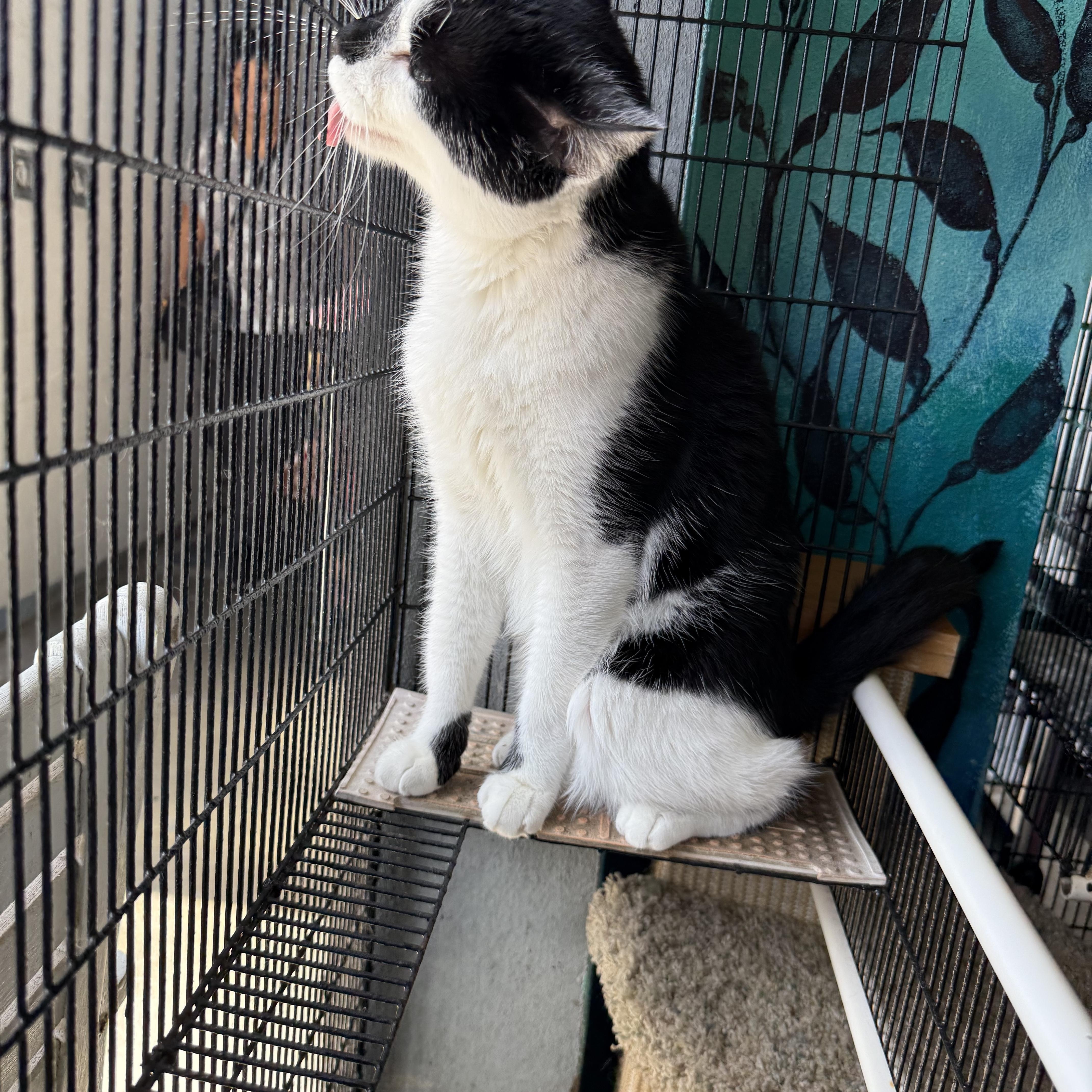 Enlarge Cupid, a Adoptable Tuxedo in Newport Beach, CA image 4/6