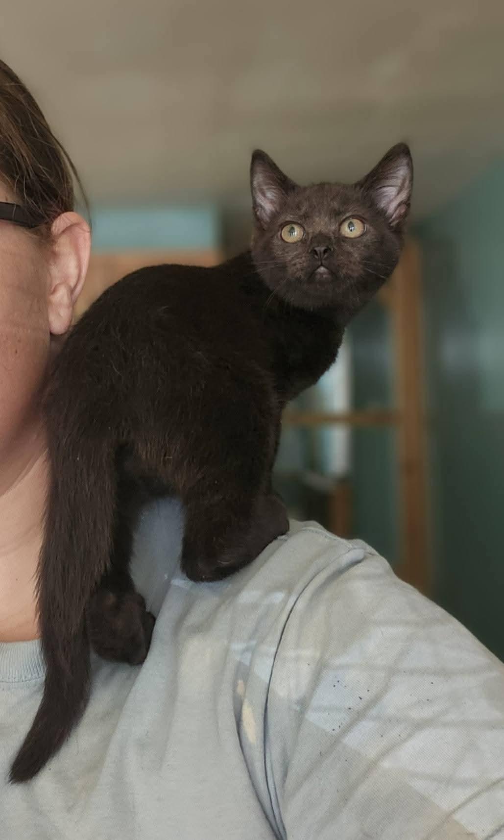 Onyx
