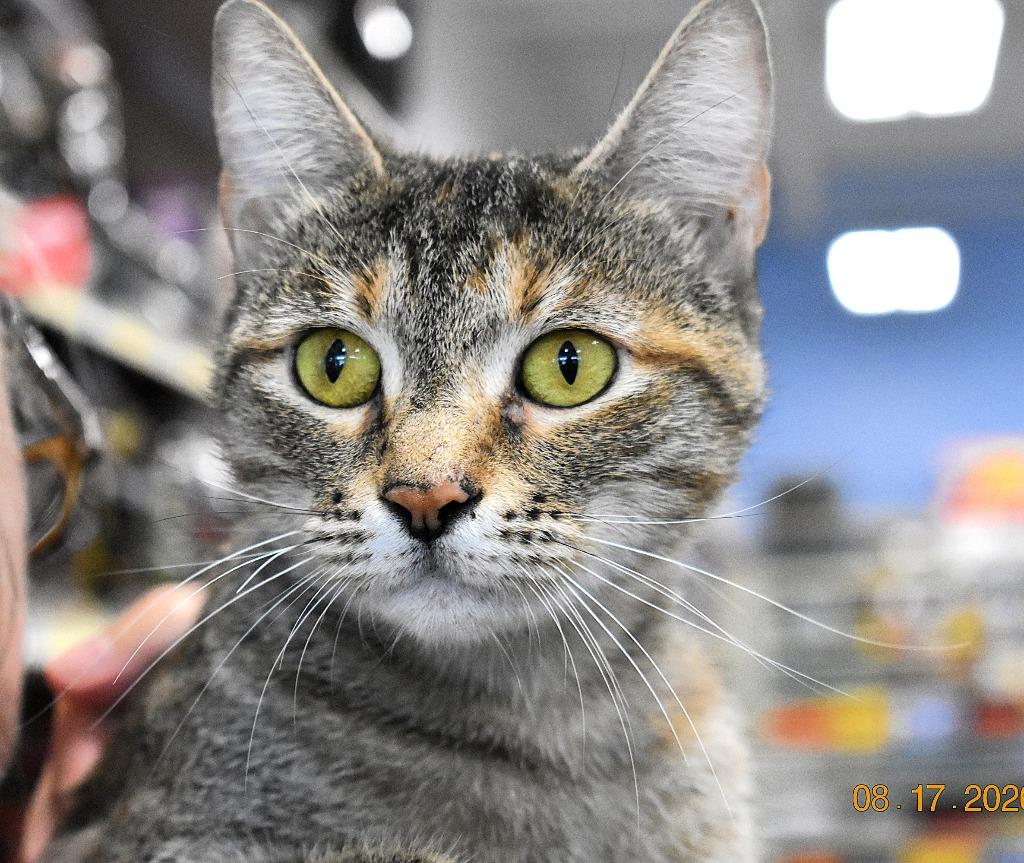 Princess Pickles, Adoptable, Young Female Domestic Short Hair.
