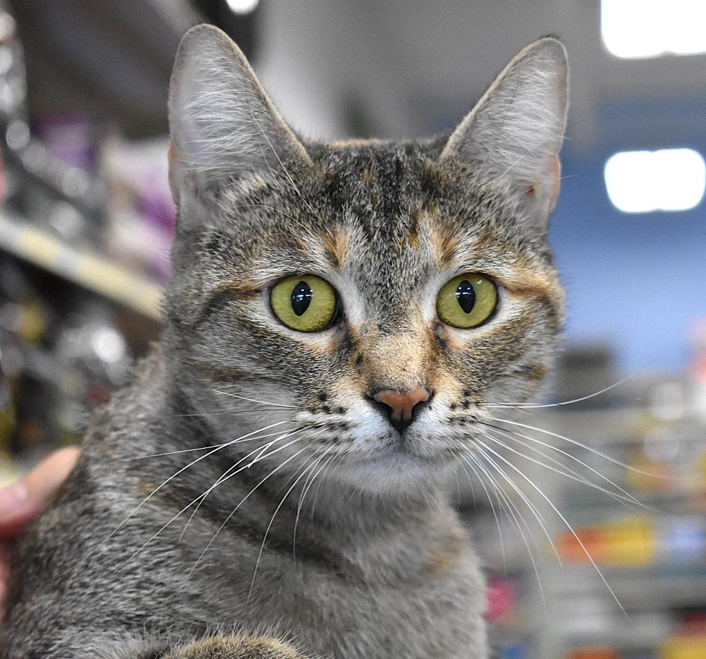 Princess Pickles, a Adoptable mixed breed in Fort Oglethorpe, GA image 2/3