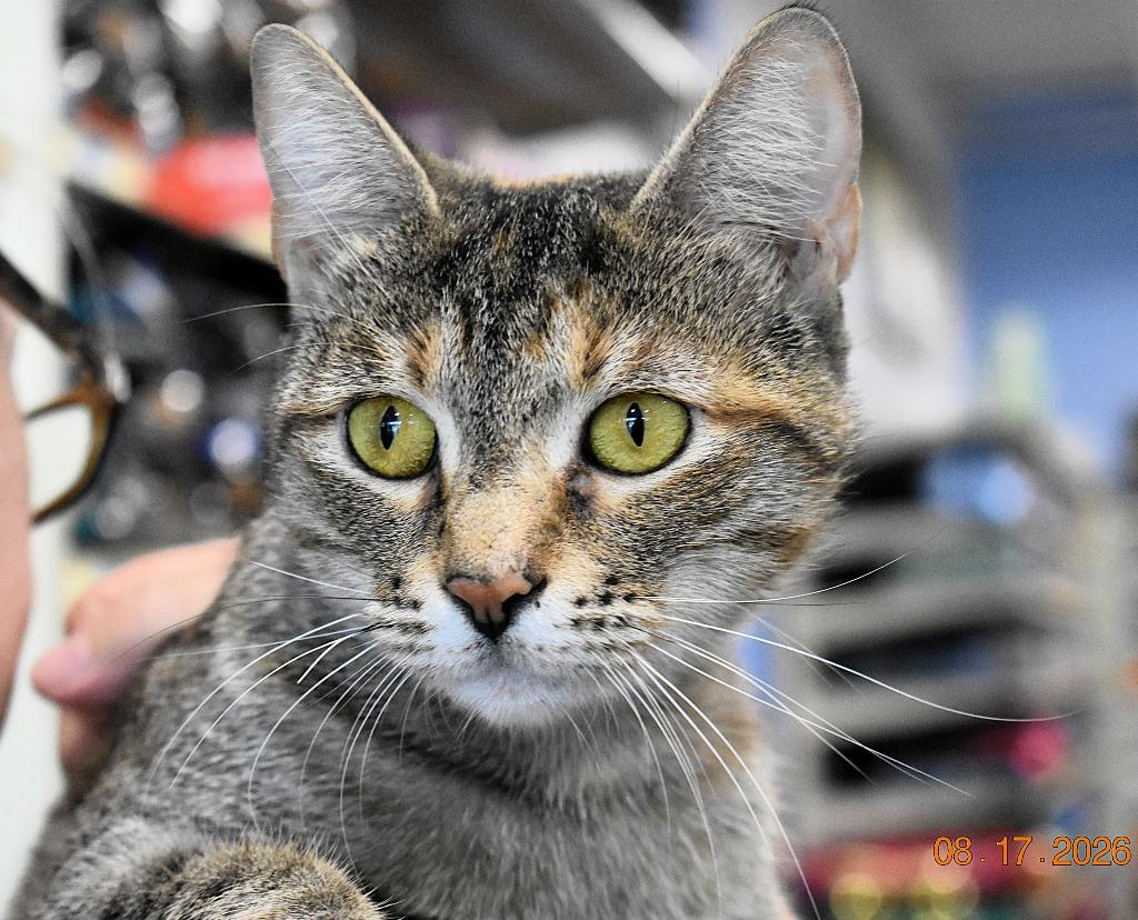 Princess Pickles, a Adoptable mixed breed in Fort Oglethorpe, GA image 3/3