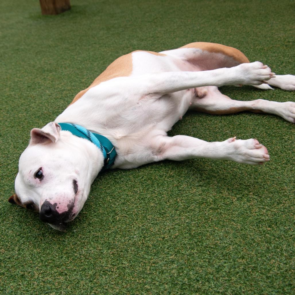 Terry, Adoptable, Adult Male Pit Bull Terrier & Mixed Breed.