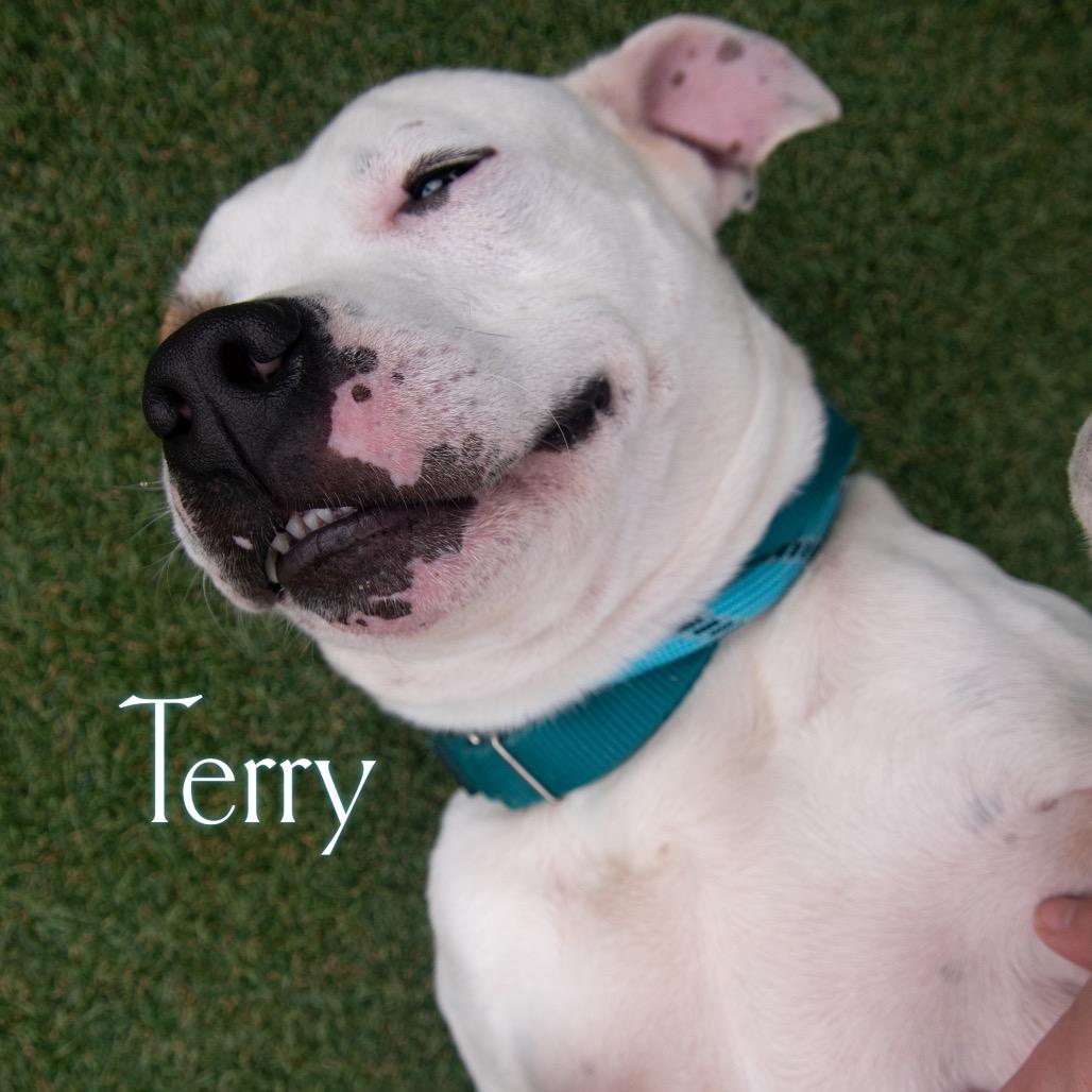 Terry, a Adoptable mixed breed in Parkersburg, WV image 2/5
