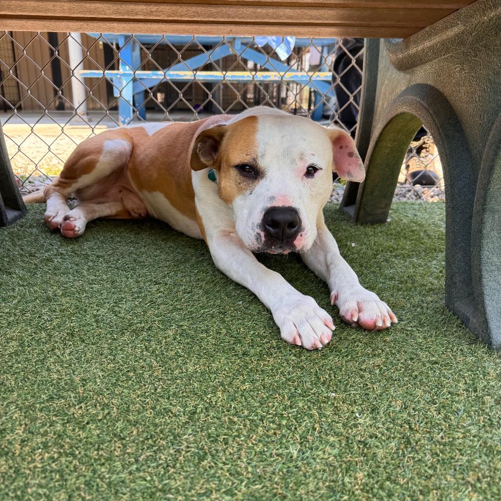 Terry, a Adoptable mixed breed in Parkersburg, WV image 3/5