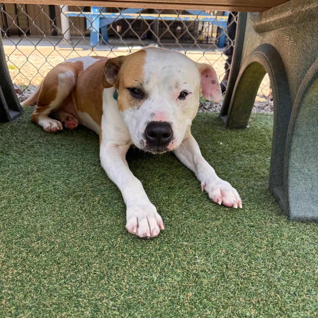 Terry, a Adoptable mixed breed in Parkersburg, WV image 4/5