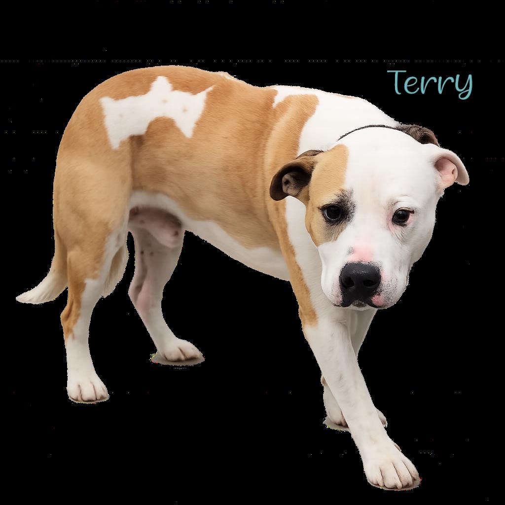 Terry, a Adoptable mixed breed in Parkersburg, WV image 5/5