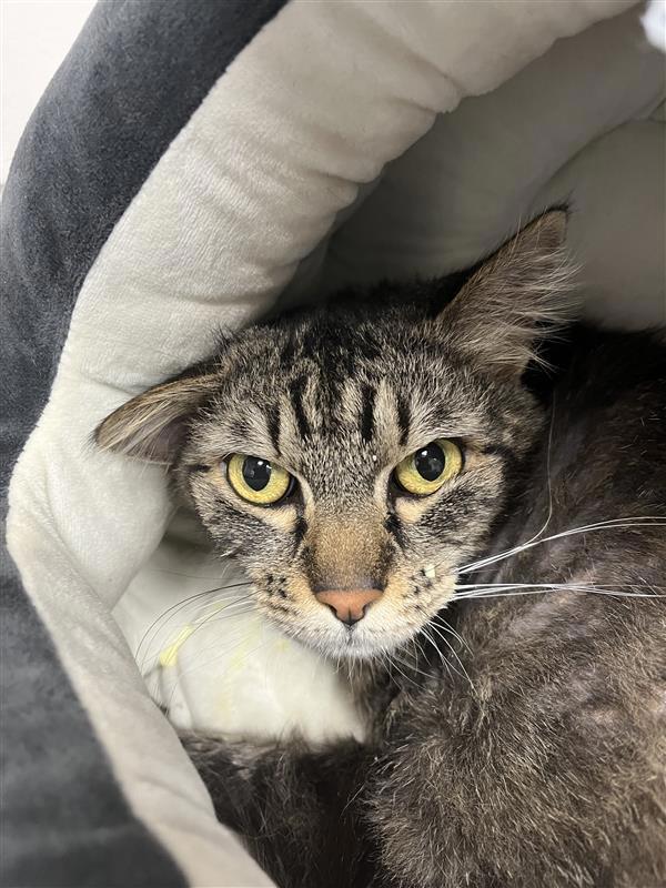 Keesa, Adoptable, Adult Female Domestic Long Hair.