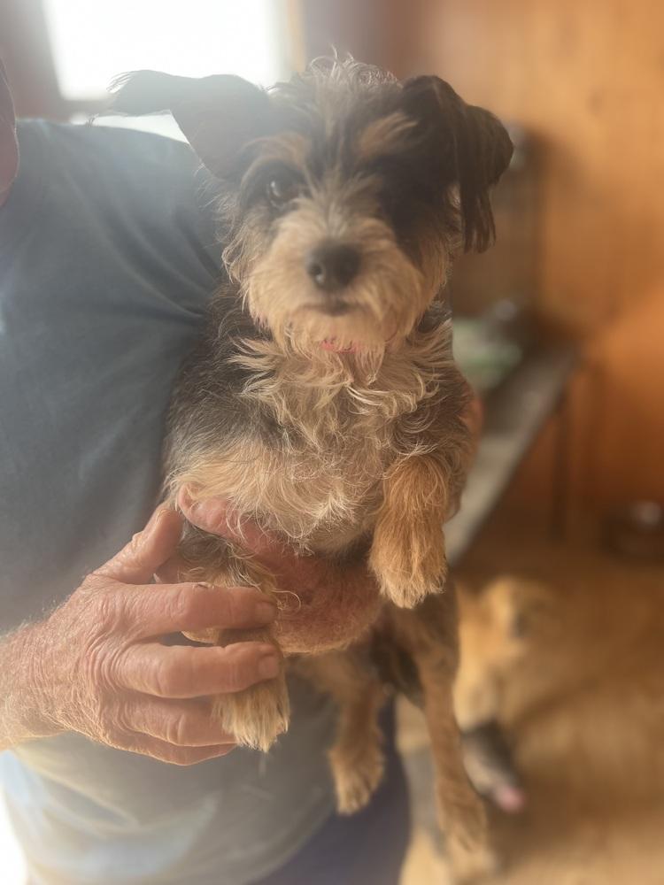 Enlarge Lady, a Adoptable mixed breed in Lafayette, CO image 1/2