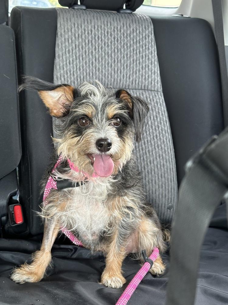 Enlarge Lady, a Adoptable mixed breed in Lafayette, CO image 2/2