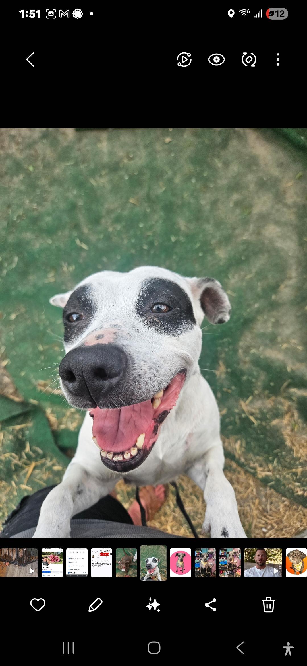 Pebbles, Senior Female unknown
