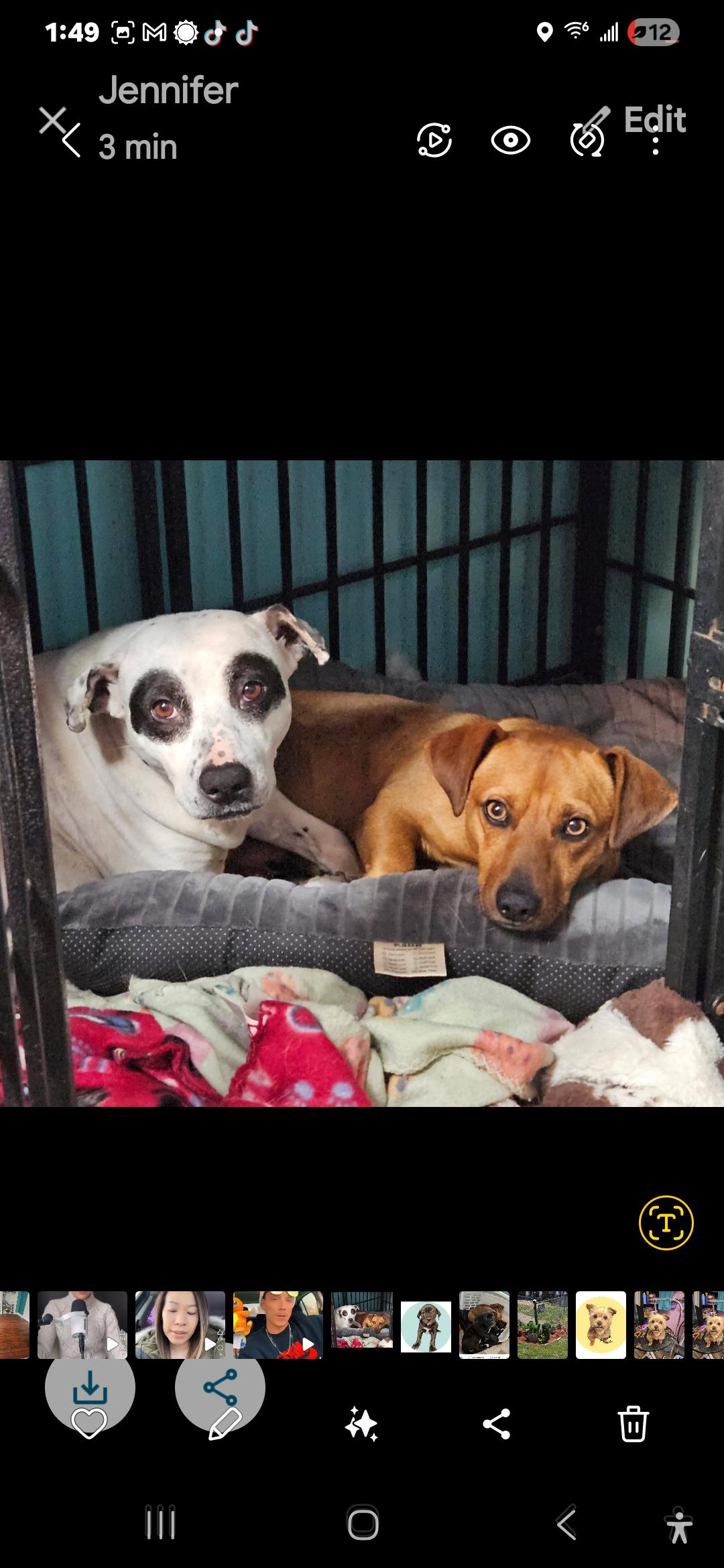 Enlarge Pebbles, a Adoptable mixed breed in phenix city, AL image 3/4