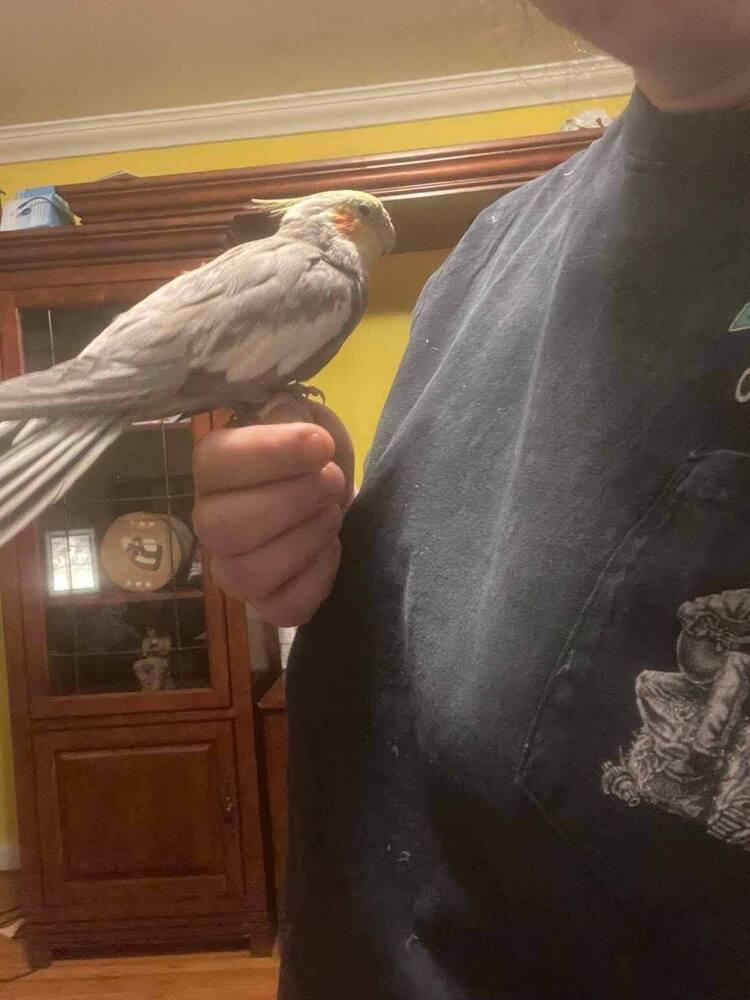Enlarge Cockatiel   (Marshmallow) White, a Adoptable Cockatiel in West Mifflin, PA image 1/3