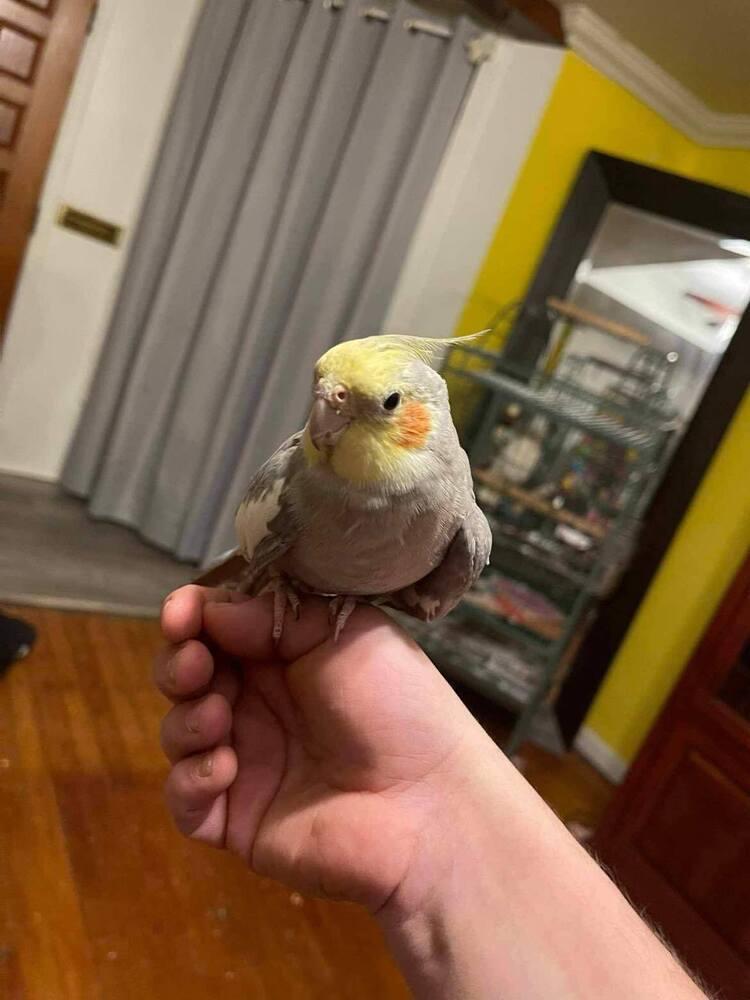 Enlarge Cockatiel   (Marshmallow) White, a Adoptable Cockatiel in West Mifflin, PA image 2/3