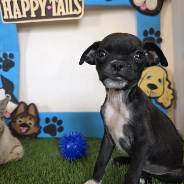 Husk, Adoptable, Puppy Male Chihuahua & Pug.