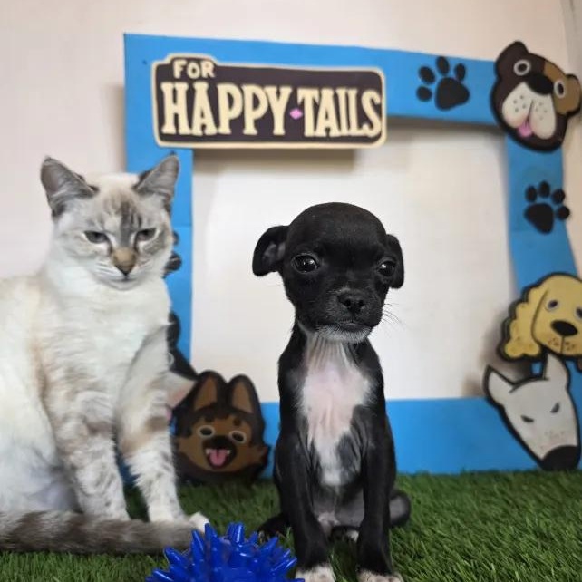 Enlarge Husk, a Adoptable mixed breed in Tijuana, BCN image 2/6