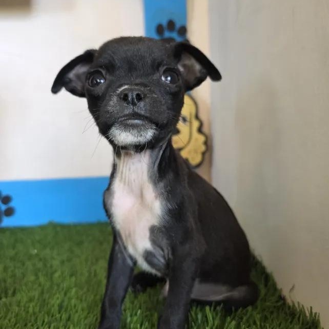 Enlarge Husk, a Adoptable mixed breed in Tijuana, BCN image 3/6