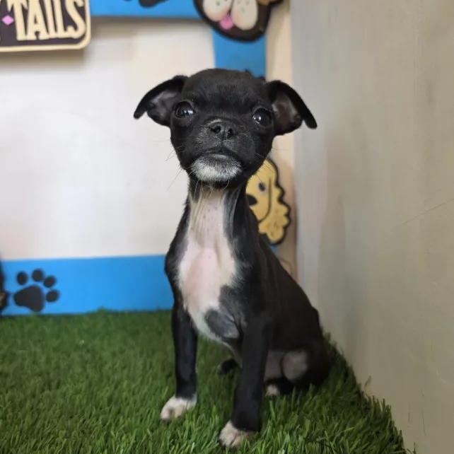 Enlarge Husk, a Adoptable mixed breed in Tijuana, BCN image 4/6