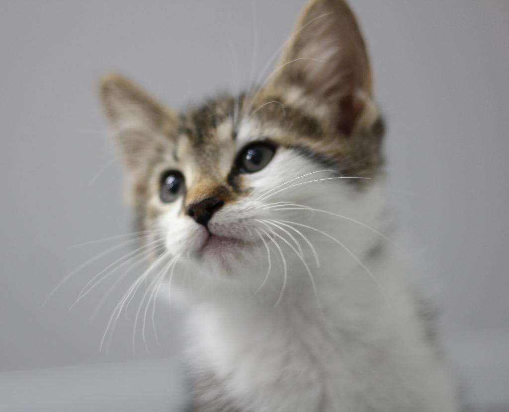 Bugaboo, Adopted, Kitten Male Domestic Short Hair.