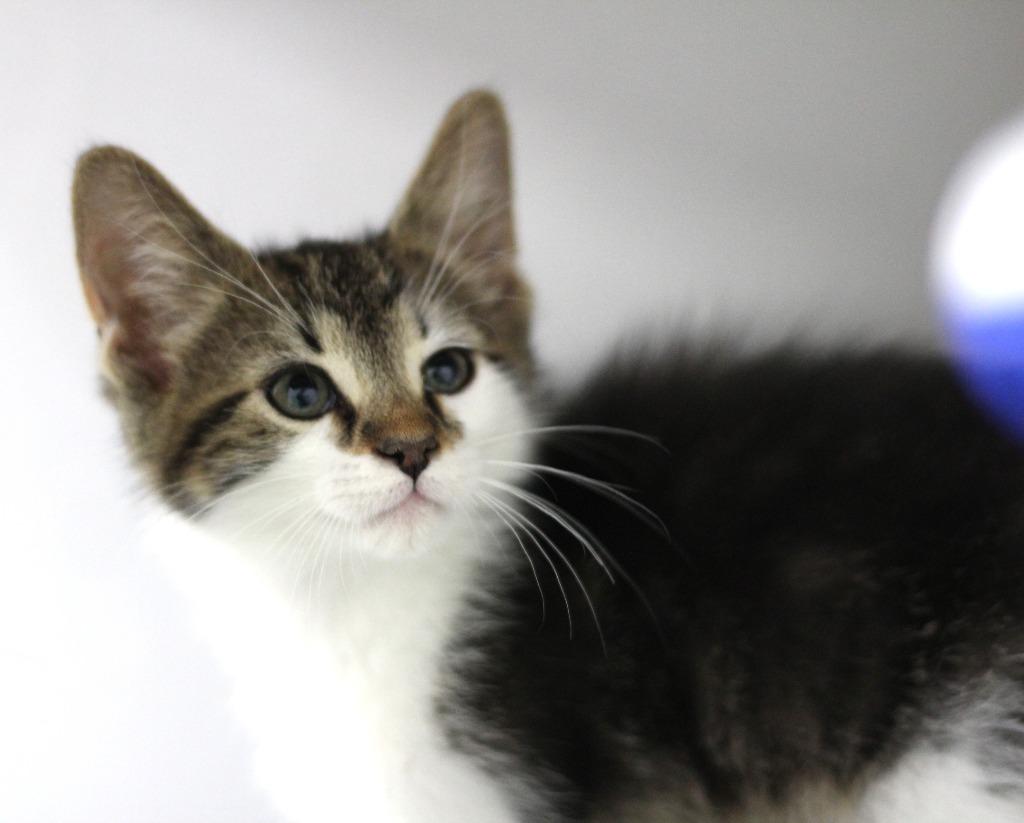 Bugaboo, a Adopted mixed breed in Rockford, IL image 5/5