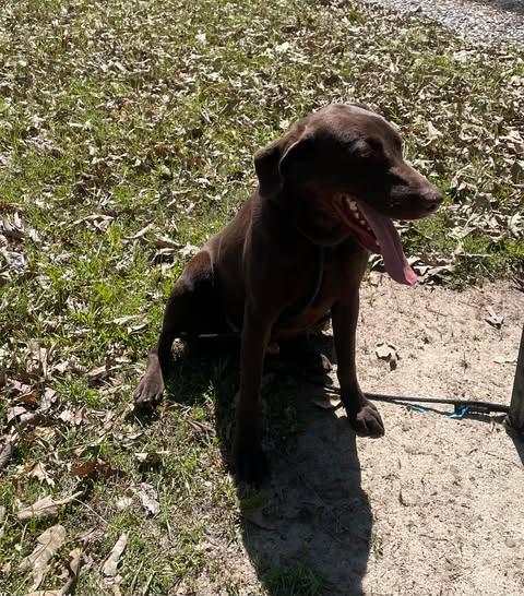 Enlarge Alex, a ADOPTABLE Chocolate Labrador Retriever in Bethpage, NY image 4/5