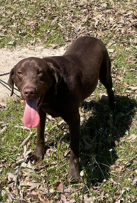 Enlarge Alex, a ADOPTABLE Chocolate Labrador Retriever in Bethpage, NY image 2/5
