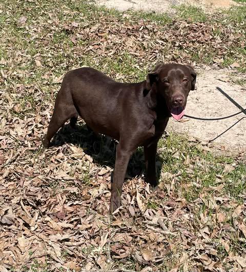 Alex, ADOPTABLE, Young Male Chocolate Labrador Retriever.