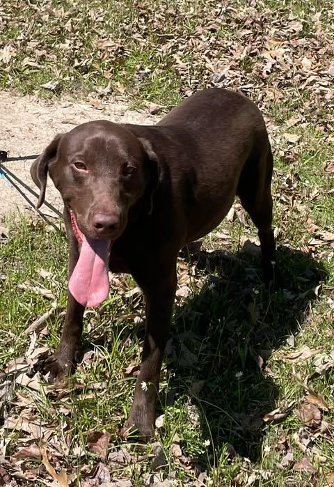 Enlarge Alex, a ADOPTABLE Chocolate Labrador Retriever in Bethpage, NY image 3/5