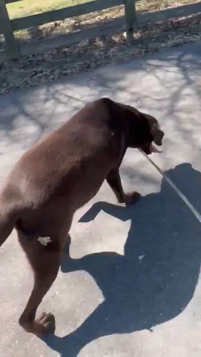 Enlarge Alex, a ADOPTABLE Chocolate Labrador Retriever in Bethpage, NY video 5/5