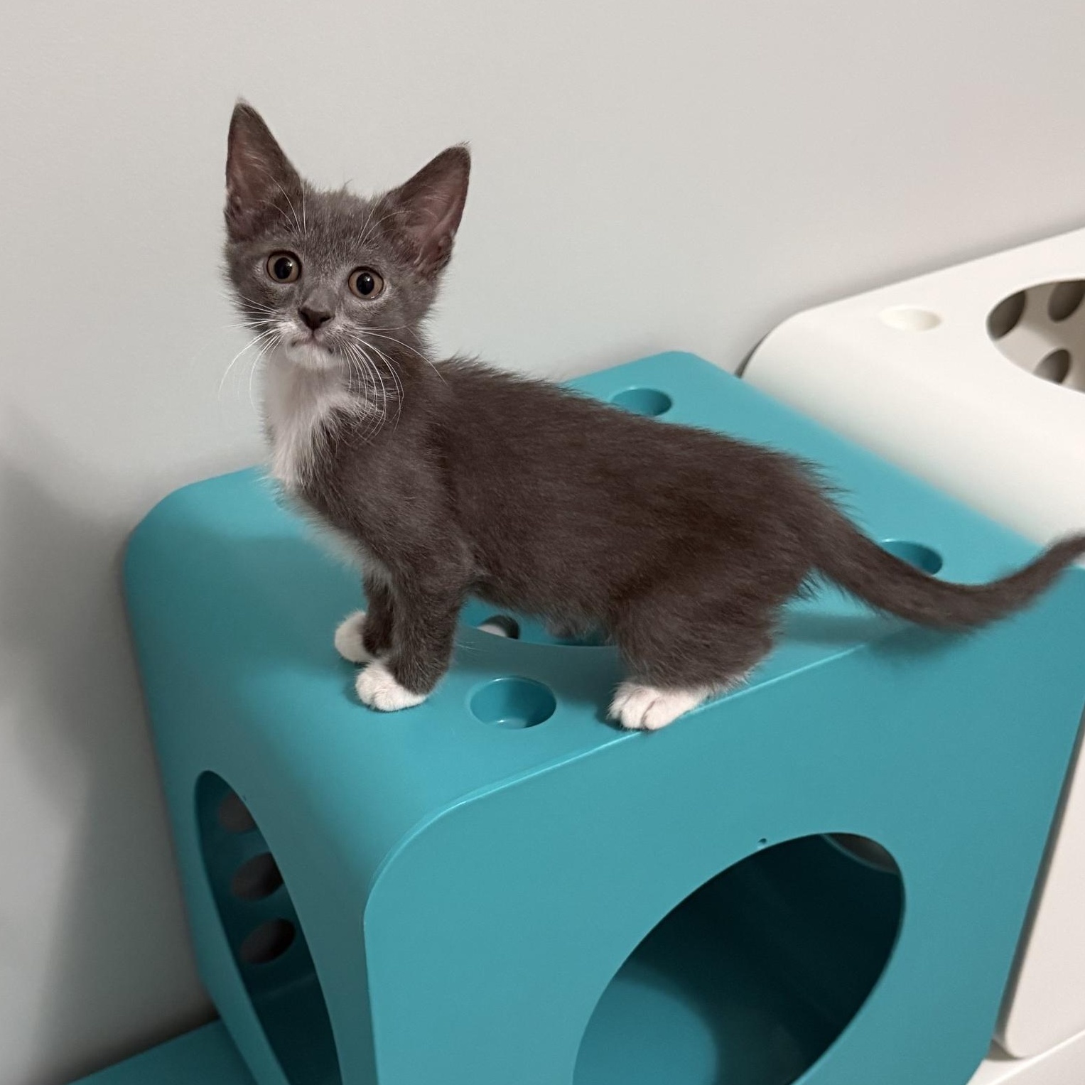 Enlarge Dione, a Adoptable Domestic Short Hair in Alexandria, VA image 2/4