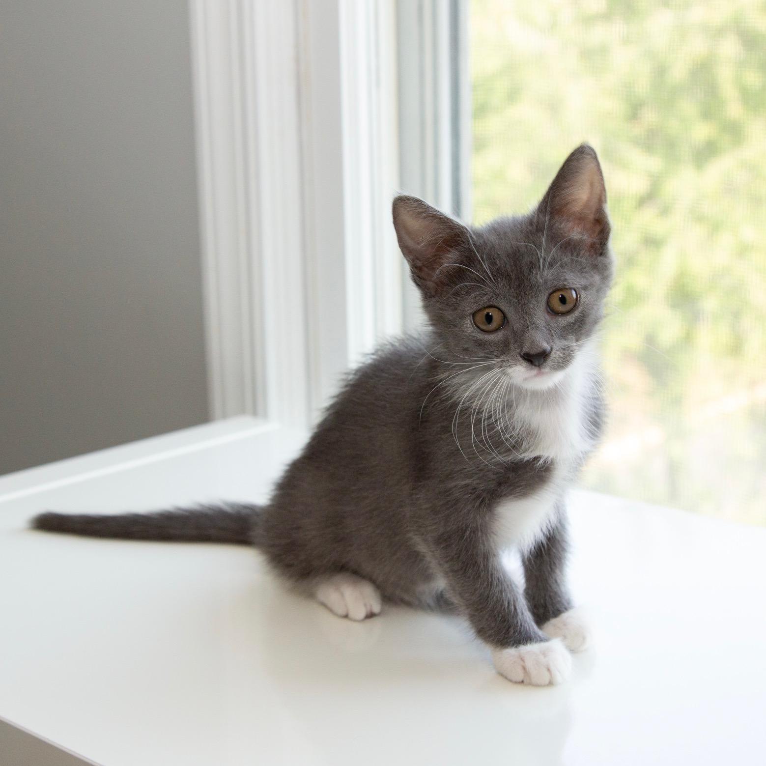 Dione, Adoptable, Kitten Female Domestic Short Hair.