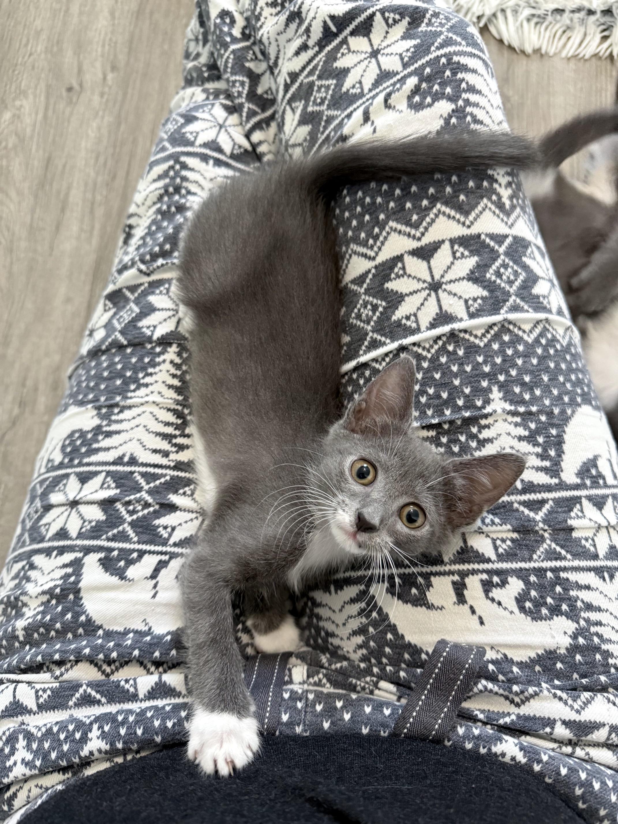 Enlarge Dione, a Adoptable Domestic Short Hair in Alexandria, VA image 3/4