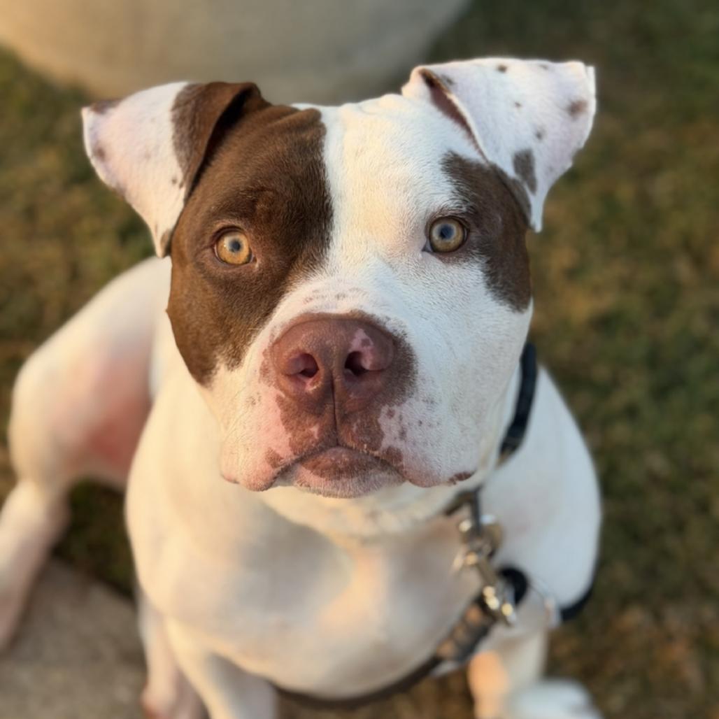Enlarge McGee, a Adoptable American Staffordshire Terrier in Grand Rapids, MI image 6/6