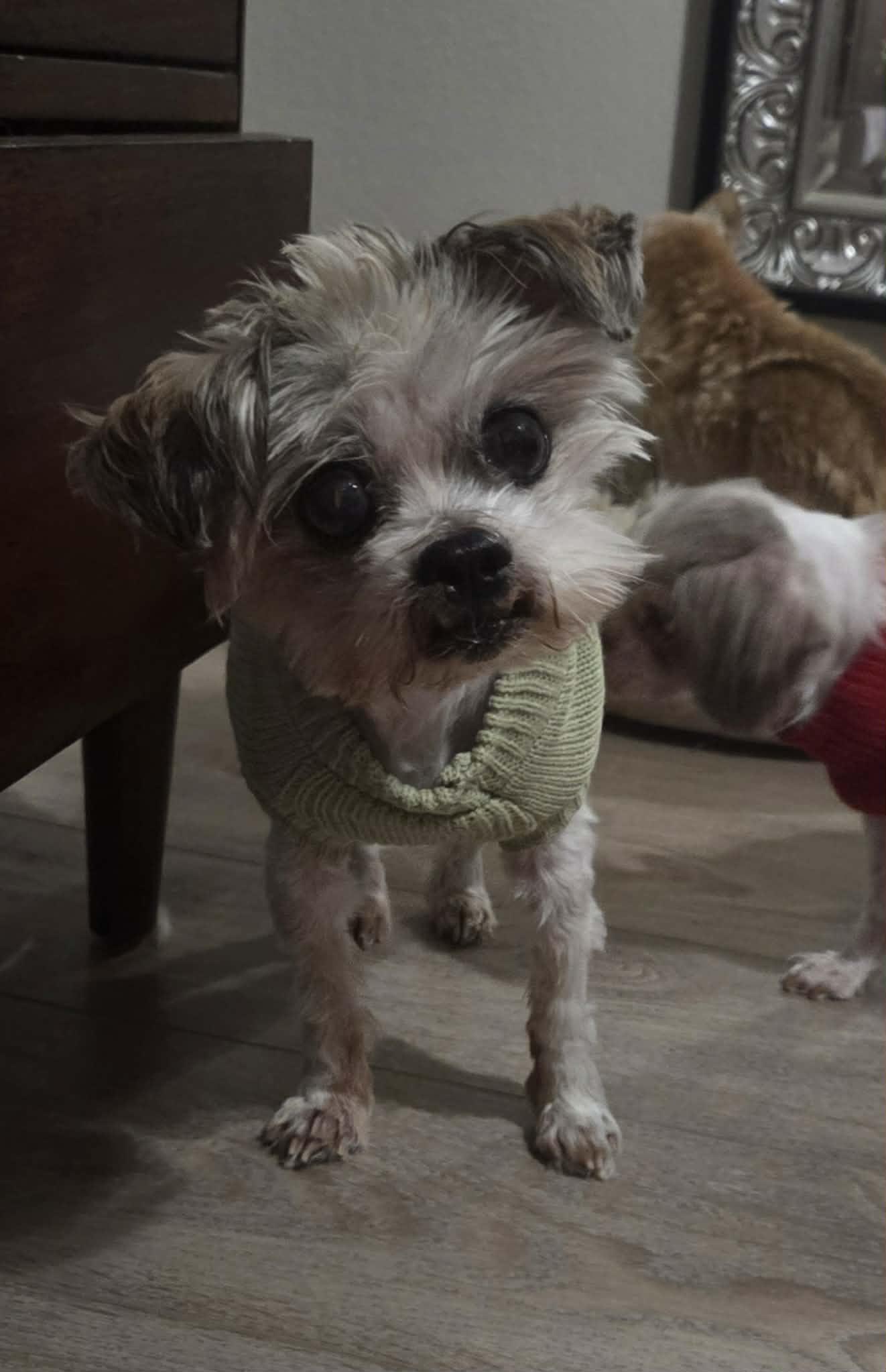 Enlarge Charlie , a ADOPTABLE Maltese in Clovis, CA image 2/3