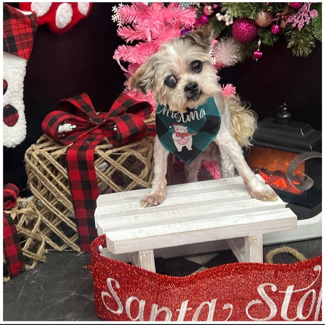 Enlarge Charlie , a ADOPTABLE Maltese in Clovis, CA image 1/3