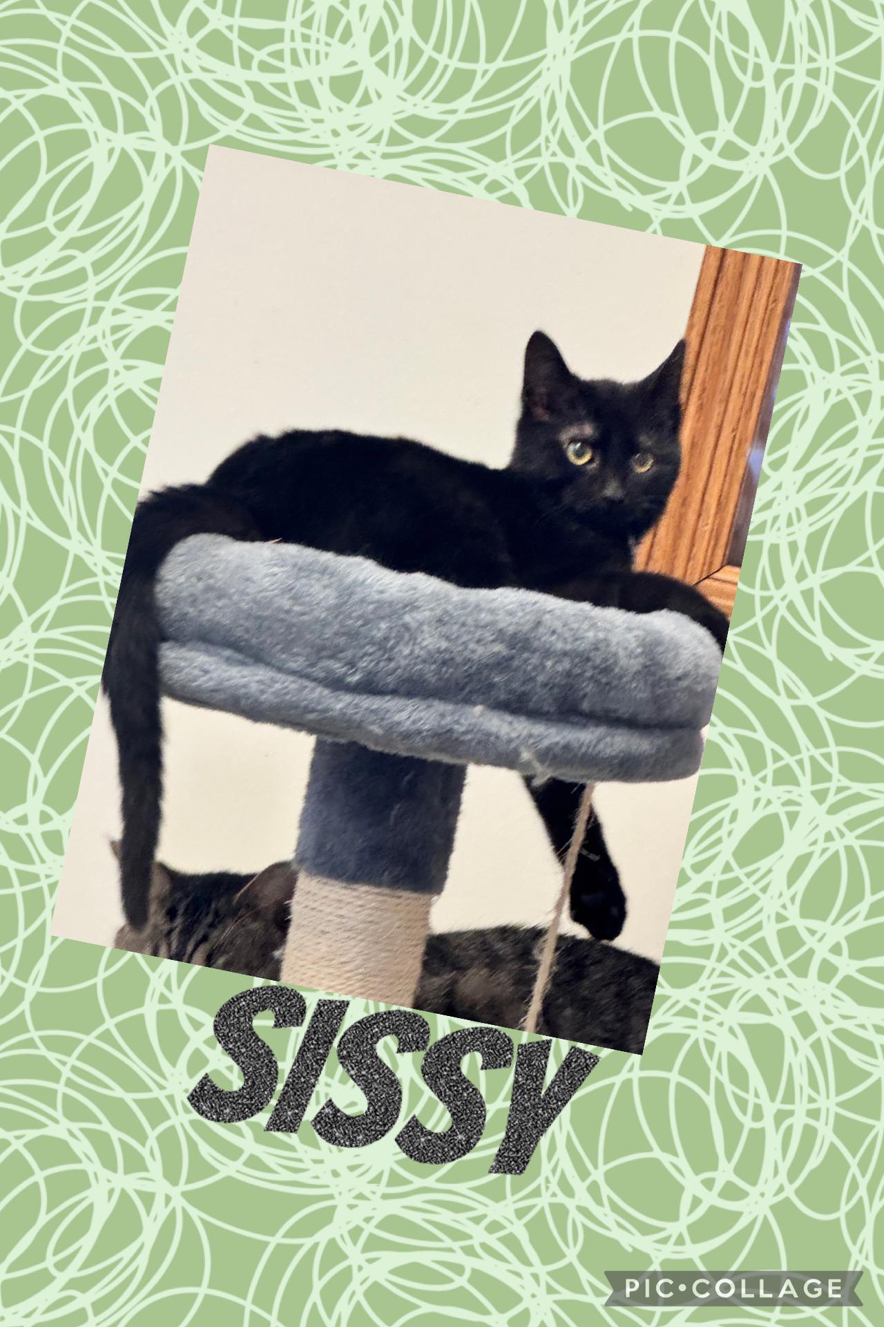 SISSY, ADOPTABLE, Kitten Female Domestic Short Hair.
