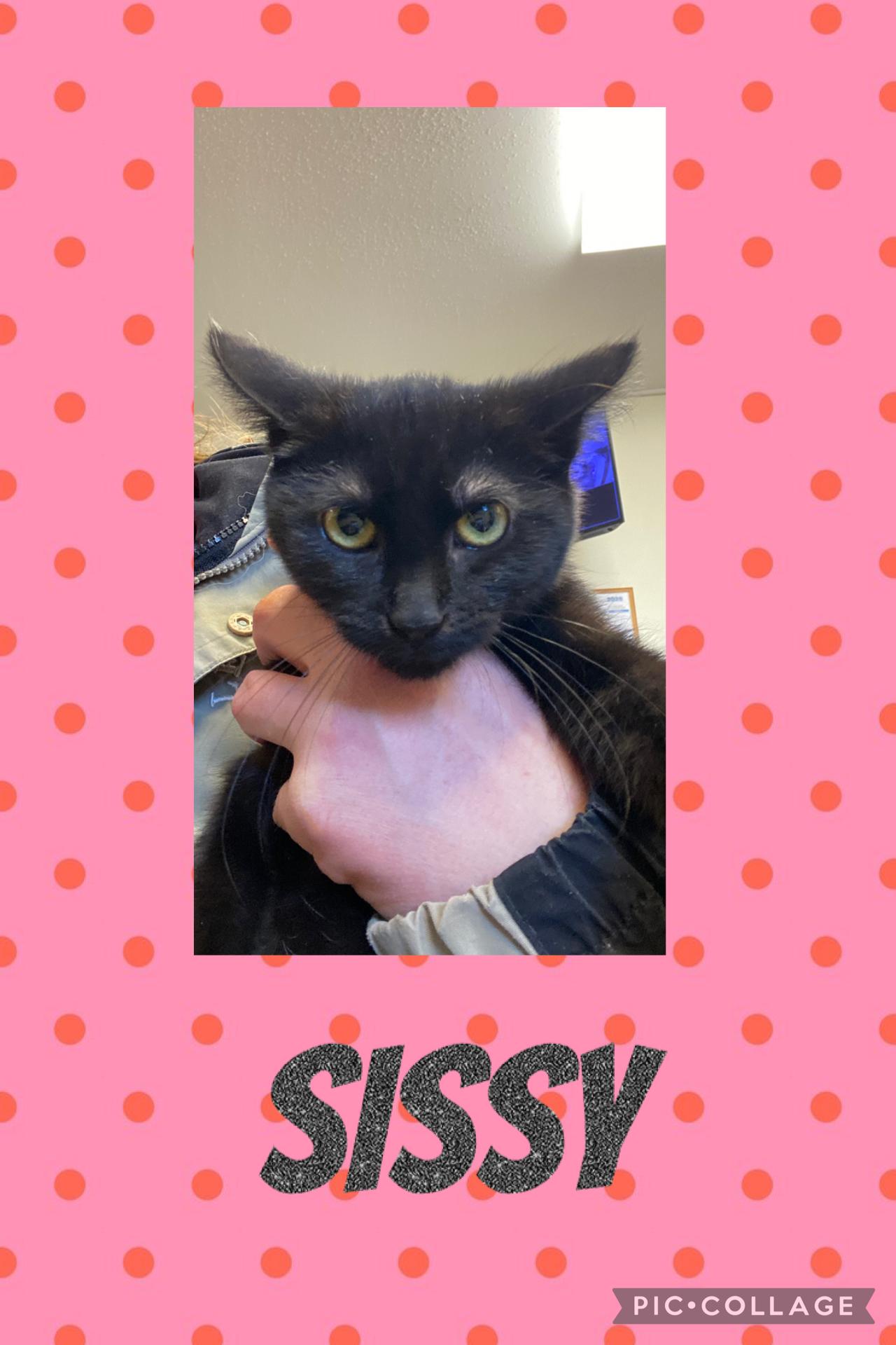 SISSY, ADOPTABLE, Kitten Female Domestic Short Hair.