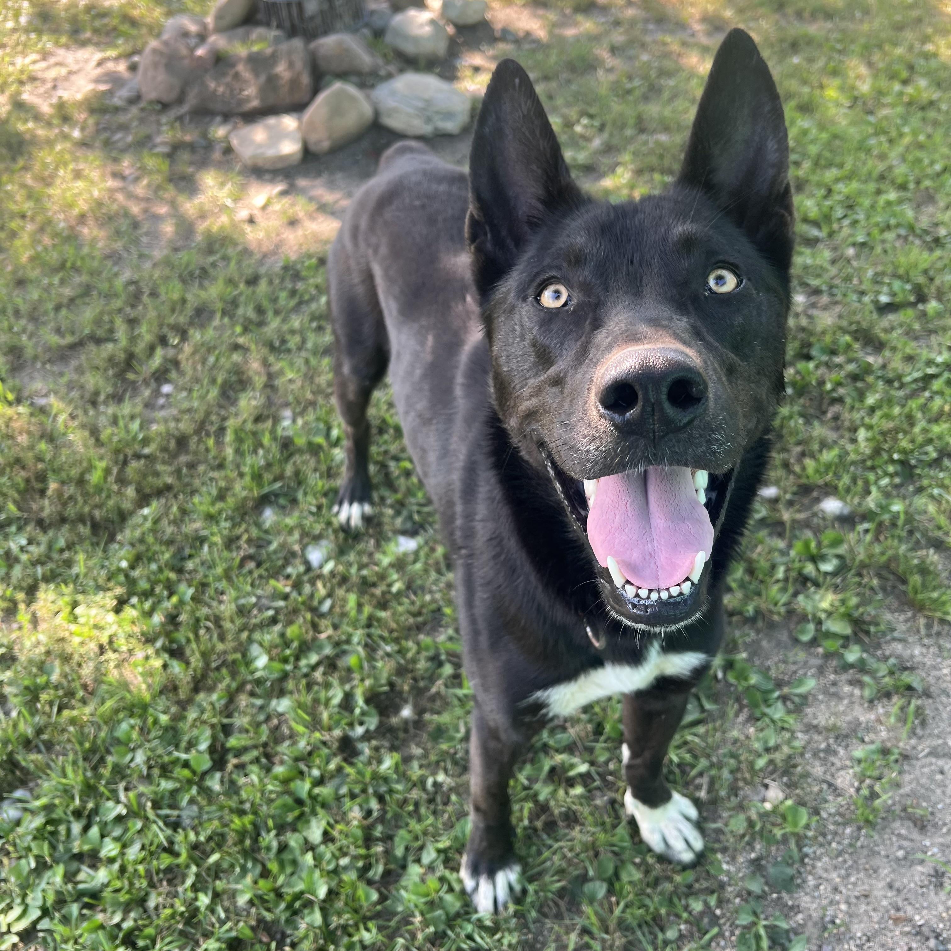 Storm - NO FEE (Sponsored by the Martin County West 4th Graders), an adoptable mixed breed in Fairmont, MN image 3/6