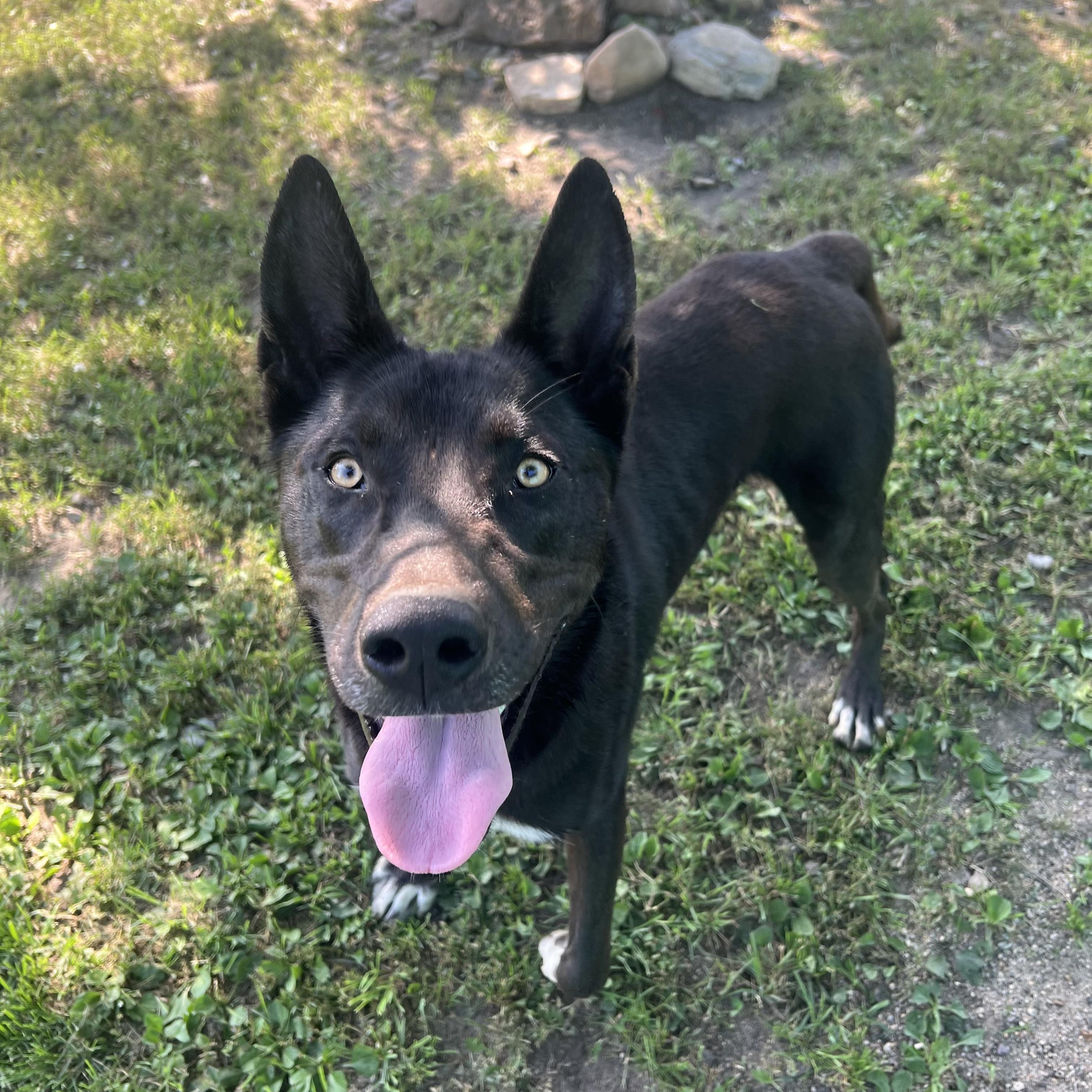 Storm - NO FEE (Sponsored by the Martin County West 4th Graders), an adoptable mixed breed in Fairmont, MN image 5/6