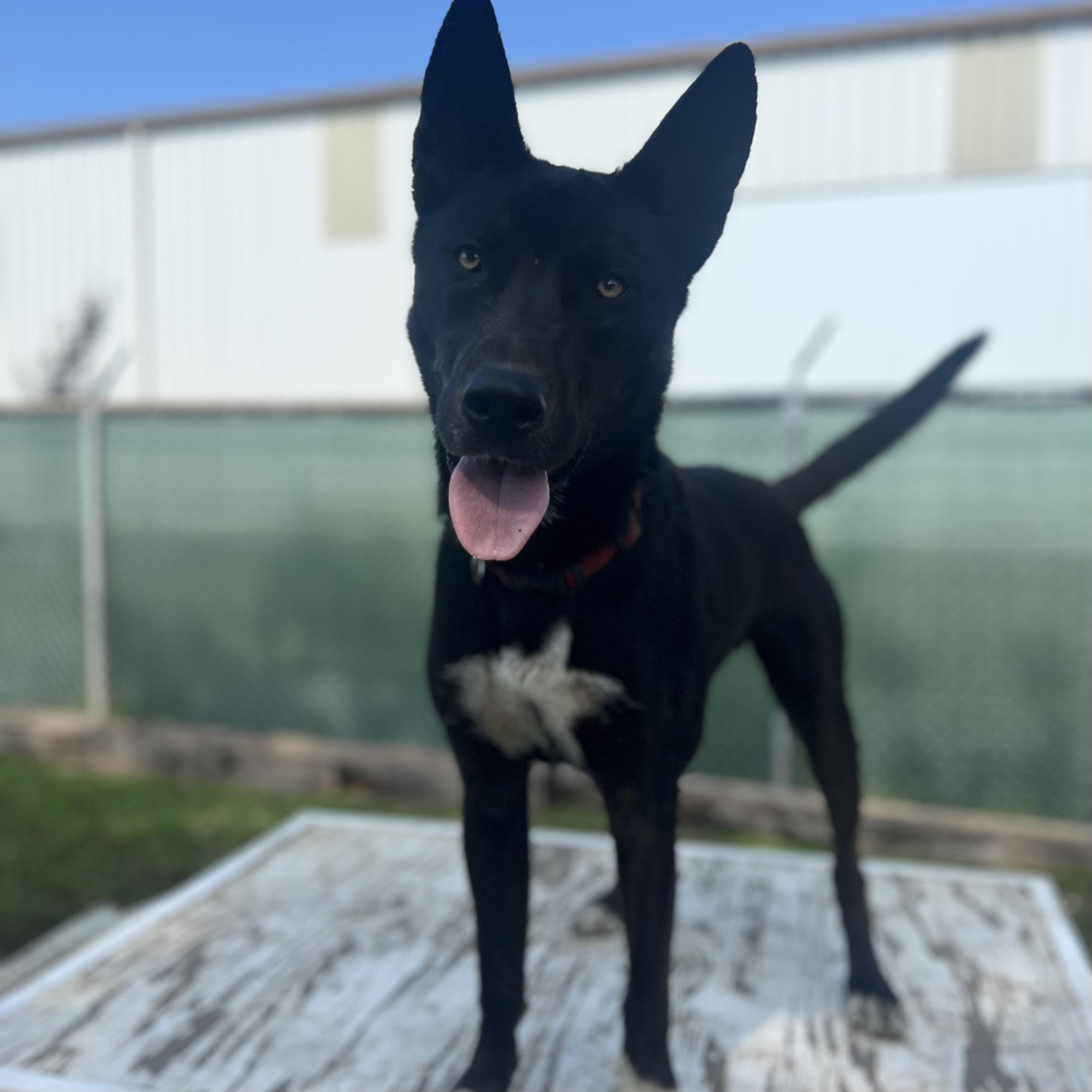 Storm - NO FEE (Sponsored by the Martin County West 4th Graders), an adoptable mixed breed in Fairmont, MN image 2/6