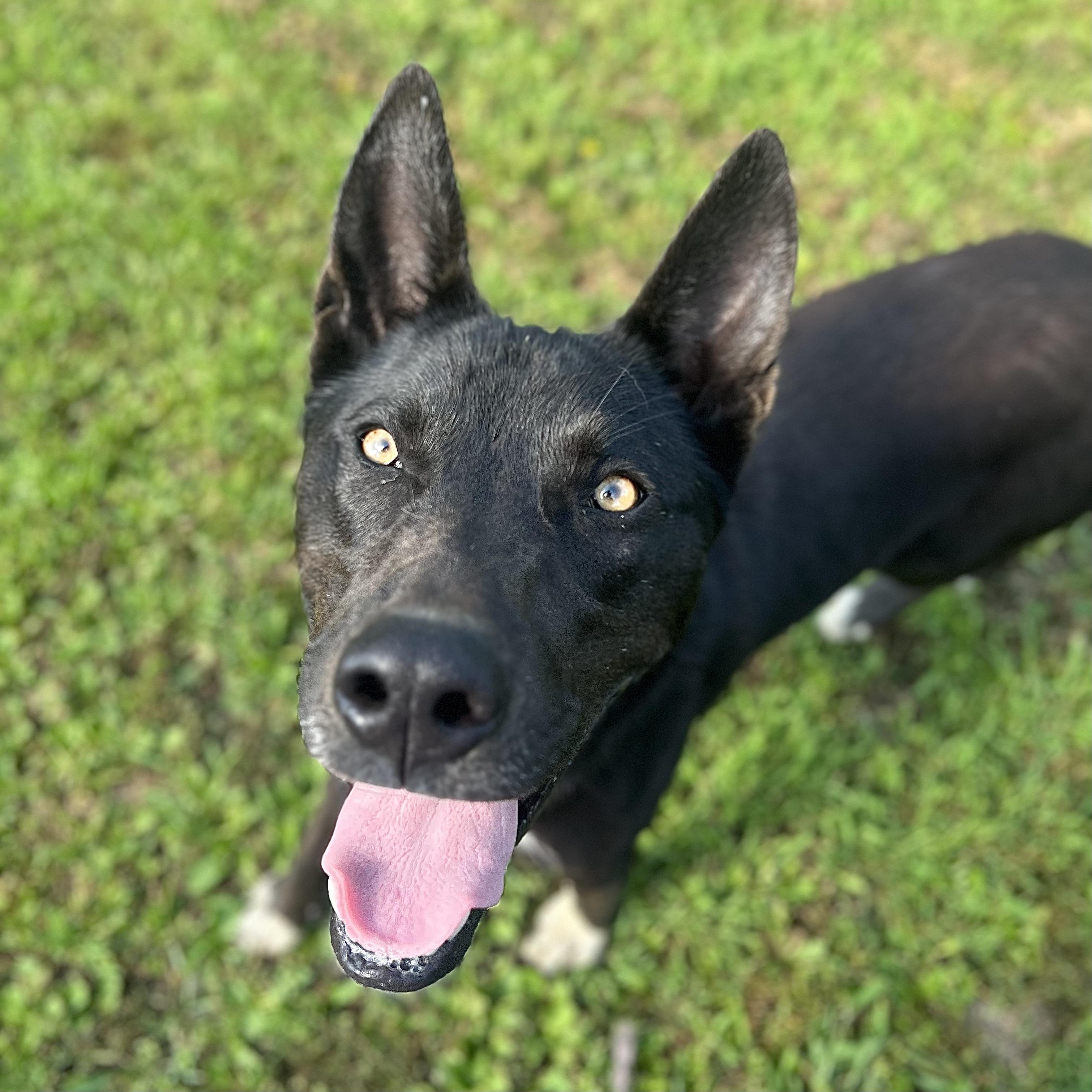 Storm - NO FEE (Sponsored by the Martin County West 4th Graders), an adoptable mixed breed in Fairmont, MN image 4/6