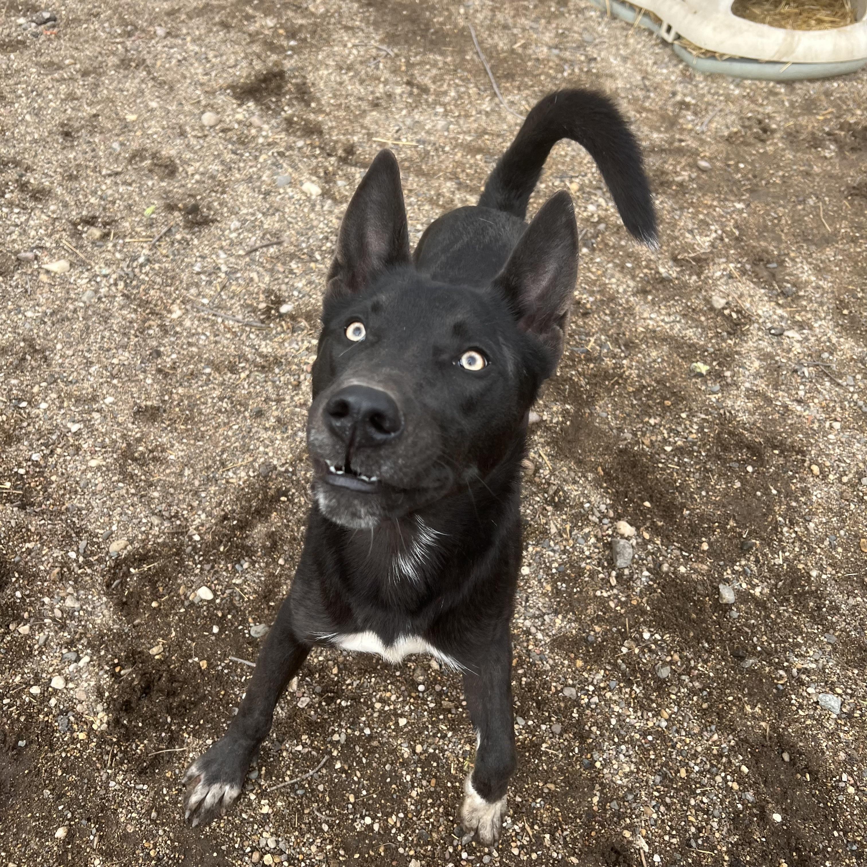 Enlarge Storm **NO FEE** (Sponsored by Figueroa’s Construction), an adoptable Mixed Breed in Fairmont, MN image 1/6