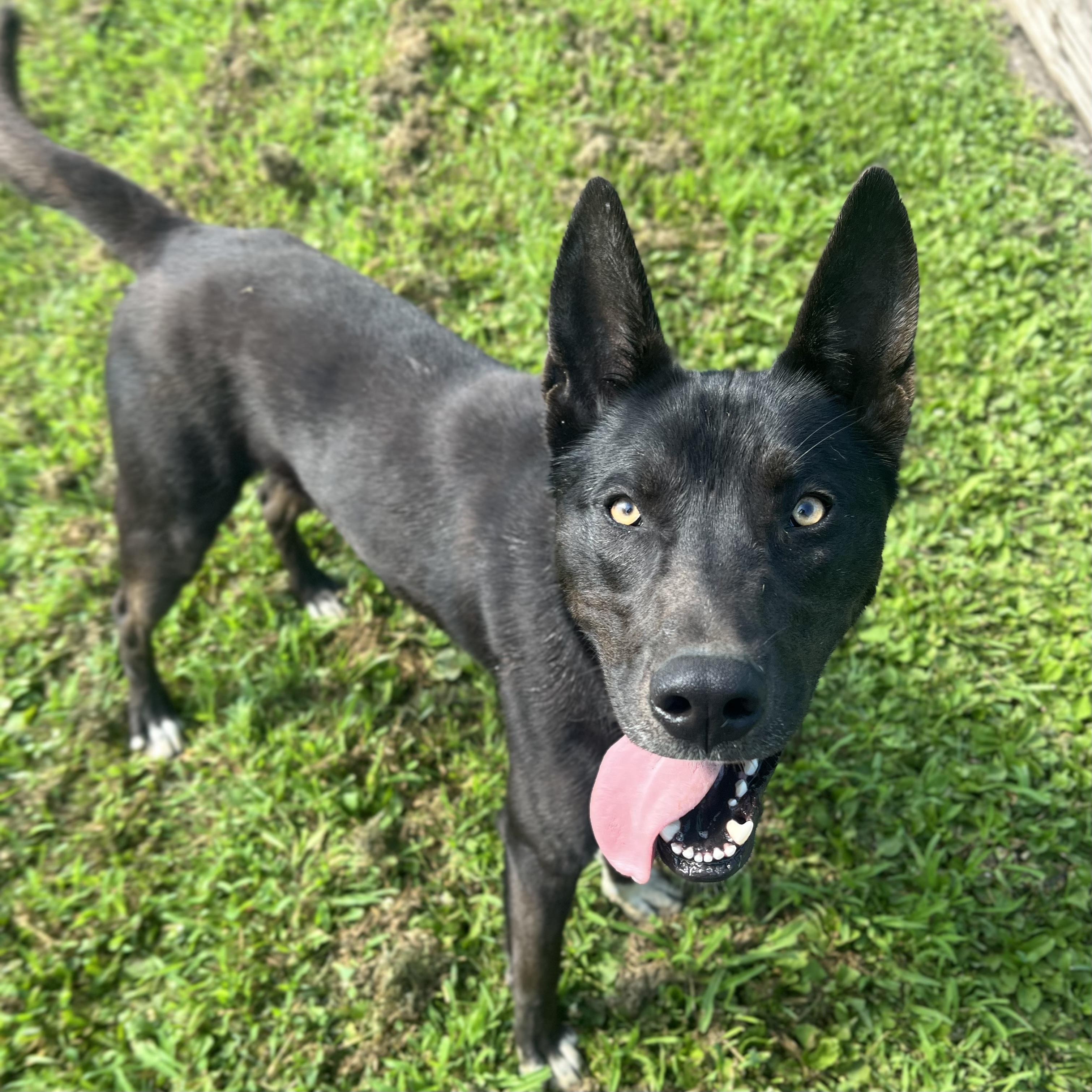 Storm - NO FEE (Sponsored by the Martin County West 4th Graders), an adoptable mixed breed in Fairmont, MN image 6/6